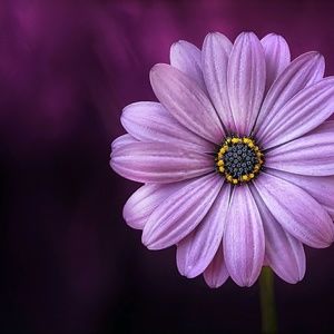 Meet your Posher, Martha